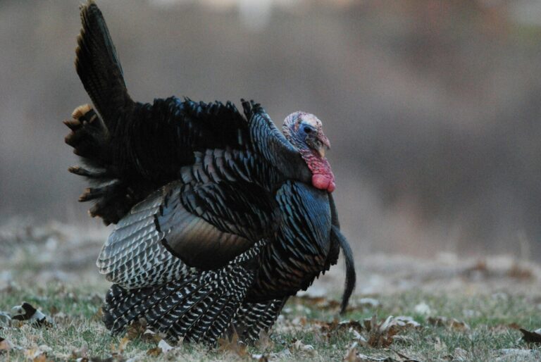 a close up of a turkey on the ground