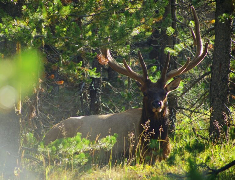 brown deer on green grass during daytime